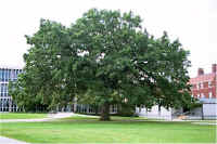 img021.jpg (62182 bytes)