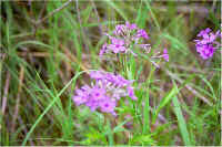 img058.jpg (61529 bytes)