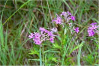 img059.jpg (59271 bytes)