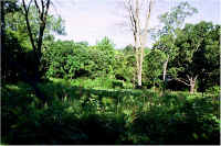 img061.jpg (82805 bytes)