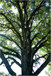 img065.jpg (109901 bytes)