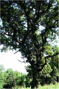 img066.jpg (107443 bytes)