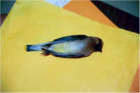 img006.jpg (32034 bytes)