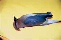 img007.jpg (28866 bytes)