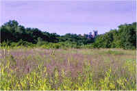 img037.jpg (72475 bytes)