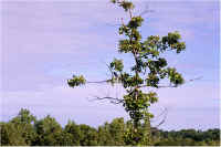 img038.jpg (52688 bytes)