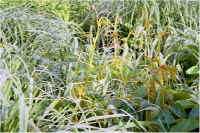 img040.jpg (79711 bytes)