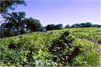 img047.jpg (95346 bytes)