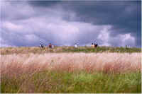 img051.jpg (50103 bytes)